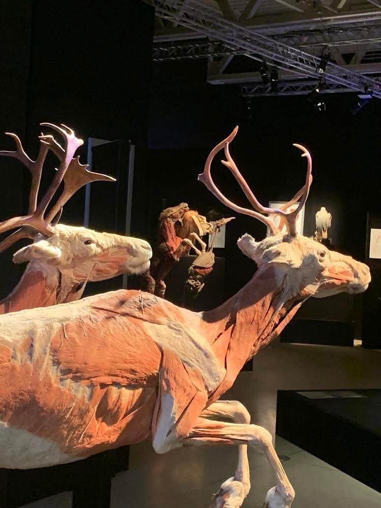 Últimos días de la exposición Internacional Body Worlds: Animal Inside Out