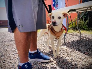 Villa de Pozos trabaja por el bienestar de animales