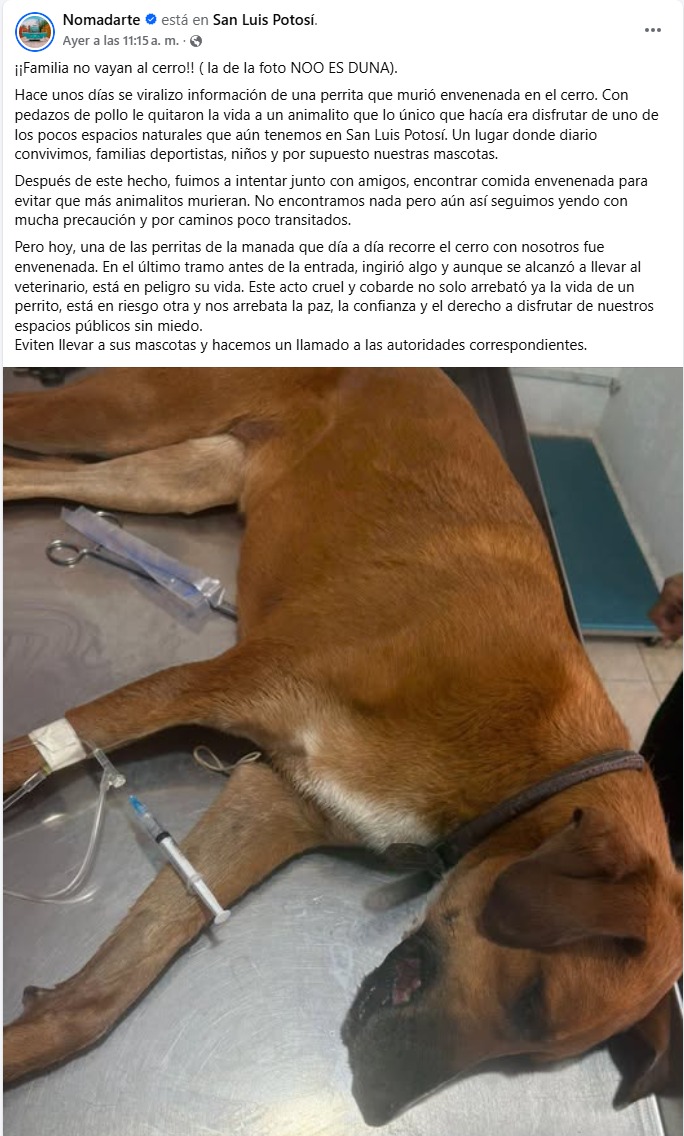 ¡Alerta en la Sierra de San Miguelito! Denuncian envenenamiento de perritos