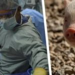 <strong></noscript></noscript>China logra trasplante de pulmón de cerdo en humano con muerte cerebral</strong>