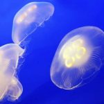 Científicos convierten medusas en “robots” para explorar el océano