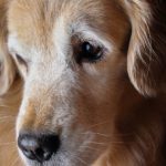 <strong></noscript>Ensayos buscan alargar la vida de los perros con píldoras antienvejecimiento</strong>