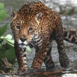 <strong></noscript>La población de jaguares en México alcanza un récord de más de 5.300 ejemplares</strong>