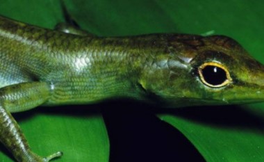 Los reptiles de sangre verde que parecen salidos de un cómic