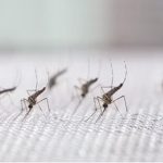 <strong></noscript></noscript>Brasil inaugura fábrica de “mosquitos salvadores”</strong>