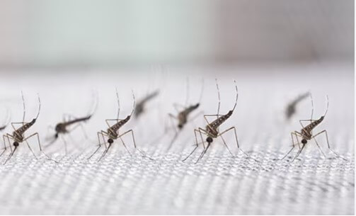 Brasil inaugura fábrica de “mosquitos salvadores”