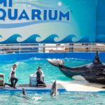<strong></noscript>Cierra el Miami Seaquarium tras siete décadas de historia</strong>