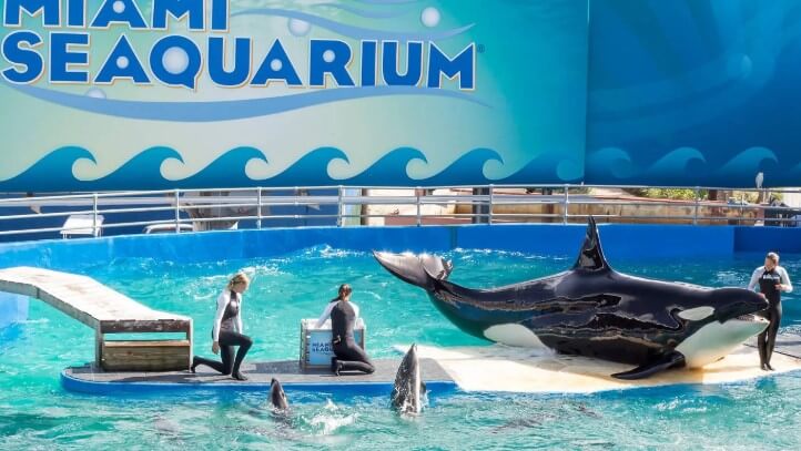 Cierra el Miami Seaquarium tras siete décadas de historia