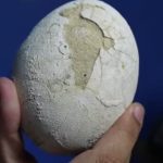 Descubren huevo de dinosaurio en Río Negro: científicos argentinos comparten el hallazgo en vivo