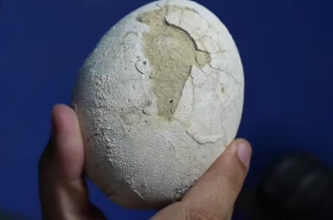 Descubren huevo de dinosaurio en Río Negro: científicos argentinos comparten el hallazgo en vivo