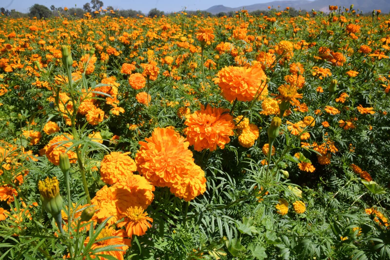 Flor de cempasúchil invade sembradíos en Soledad para celebrar día de muertos