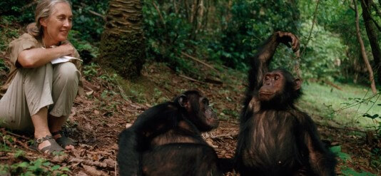 Fallece Jane Goodall, pionera de la etología y defensora del planeta