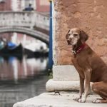 <strong></noscript>Italia podría cobrar un “impuesto perruno” a turistas</strong>
