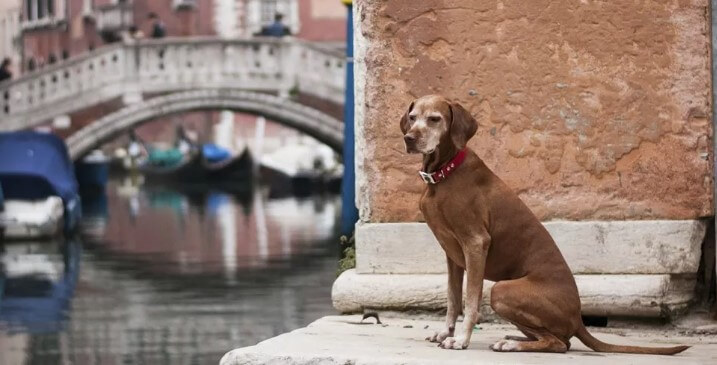 Italia podría cobrar un “impuesto perruno” a turistas