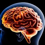 <strong></noscript></noscript>Cerebro en transformación: identifican cinco grandes etapas de su arquitectura a lo largo de la vida</strong>