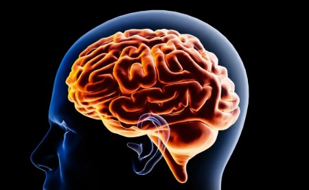 Cerebro en transformación: identifican cinco grandes etapas de su arquitectura a lo largo de la vida