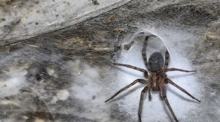 Descubren una megacolonia de arañas con más de 111 mil individuos en una cueva entre Grecia y Albania