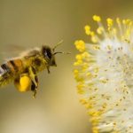 <strong></noscript>Científicos alertan sobre un drástico declive de insectos que amenaza la producción de alimentos</strong>