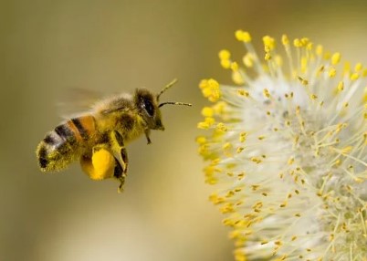 Científicos alertan sobre un drástico declive de insectos que amenaza la producción de alimentos