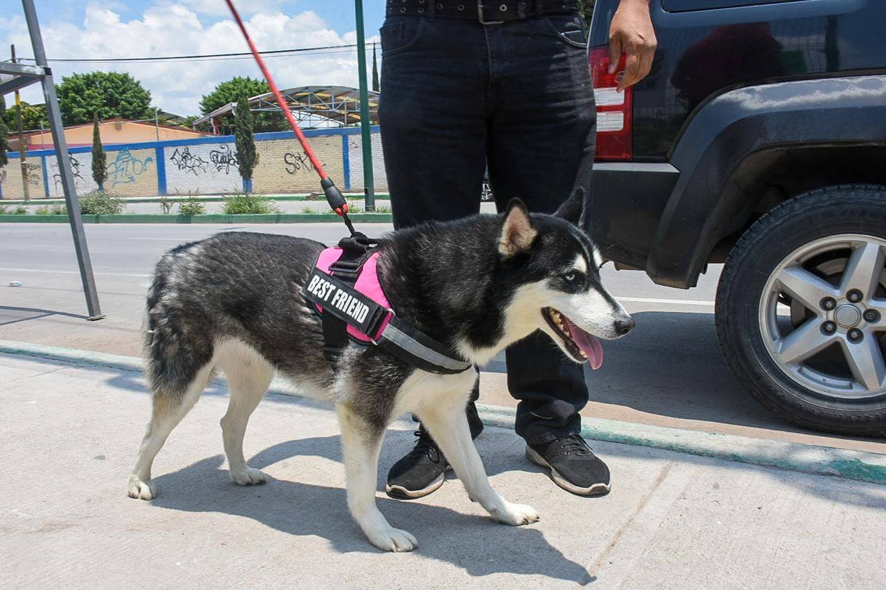 En el año 2025, ambudog en Soledad otorgó más de 5 mil atenciones veterinarias a mascotas