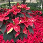 Invitan a la Feria de la Flor de Nochebuena 2025 en el Parque de Morales