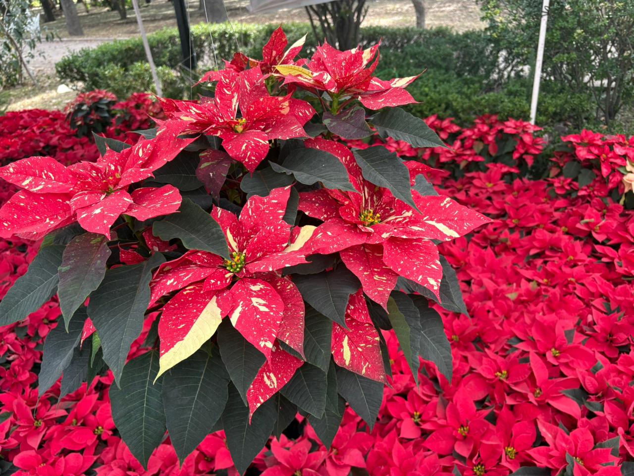 Invitan a la Feria de la Flor de Nochebuena 2025 en el Parque de Morales