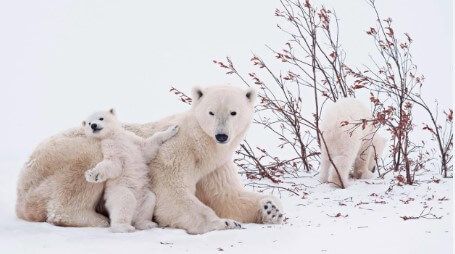 Inusual adopción de oso polar sorprende a científicos en Canadá