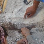 Investigador de la UASLP lleva a cabo proyecto pionero para reconstruir el mapa genómico de una mamut bebé y podría ser clonada