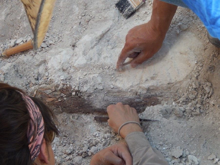 Investigador de la UASLP lleva a cabo proyecto pionero para reconstruir el mapa genómico de una mamut bebé y podría ser clonada