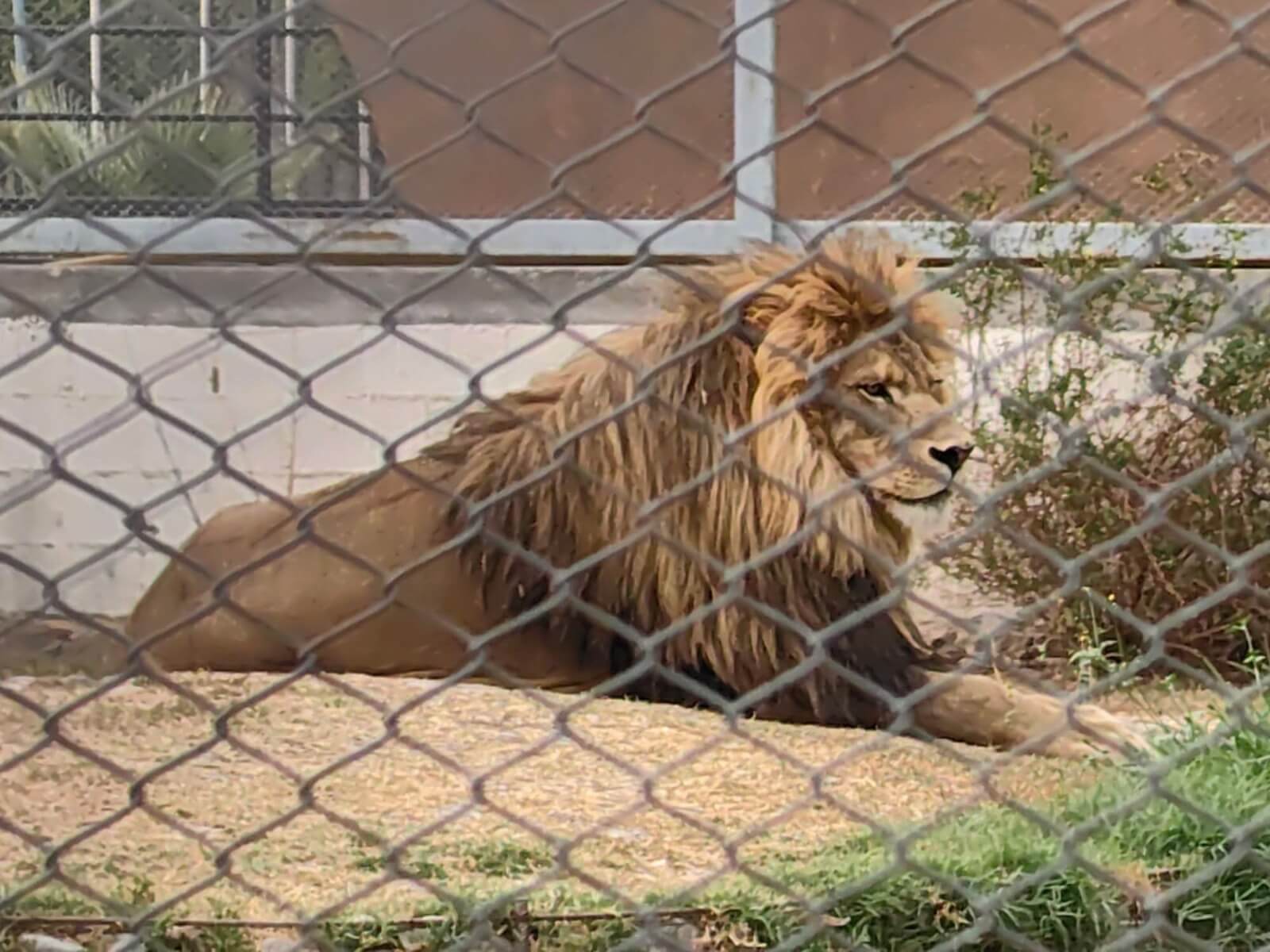 Muere Sherkie, el león emblemático del Tangamanga I: silencios, señalamientos y una ola de indignación