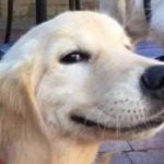 <strong></noscript></noscript>Nuevo estudio revela que humanos y golden retrievers comparten genes vinculados a la ansiedad y el comportamiento</strong>