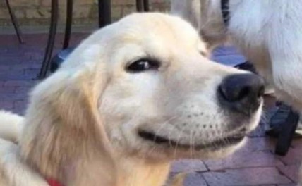 Nuevo estudio revela que humanos y golden retrievers comparten genes vinculados a la ansiedad y el comportamiento