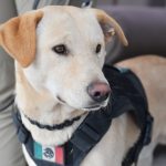 Warrior, el cachorro policía en Soledad que recibe a paisanos