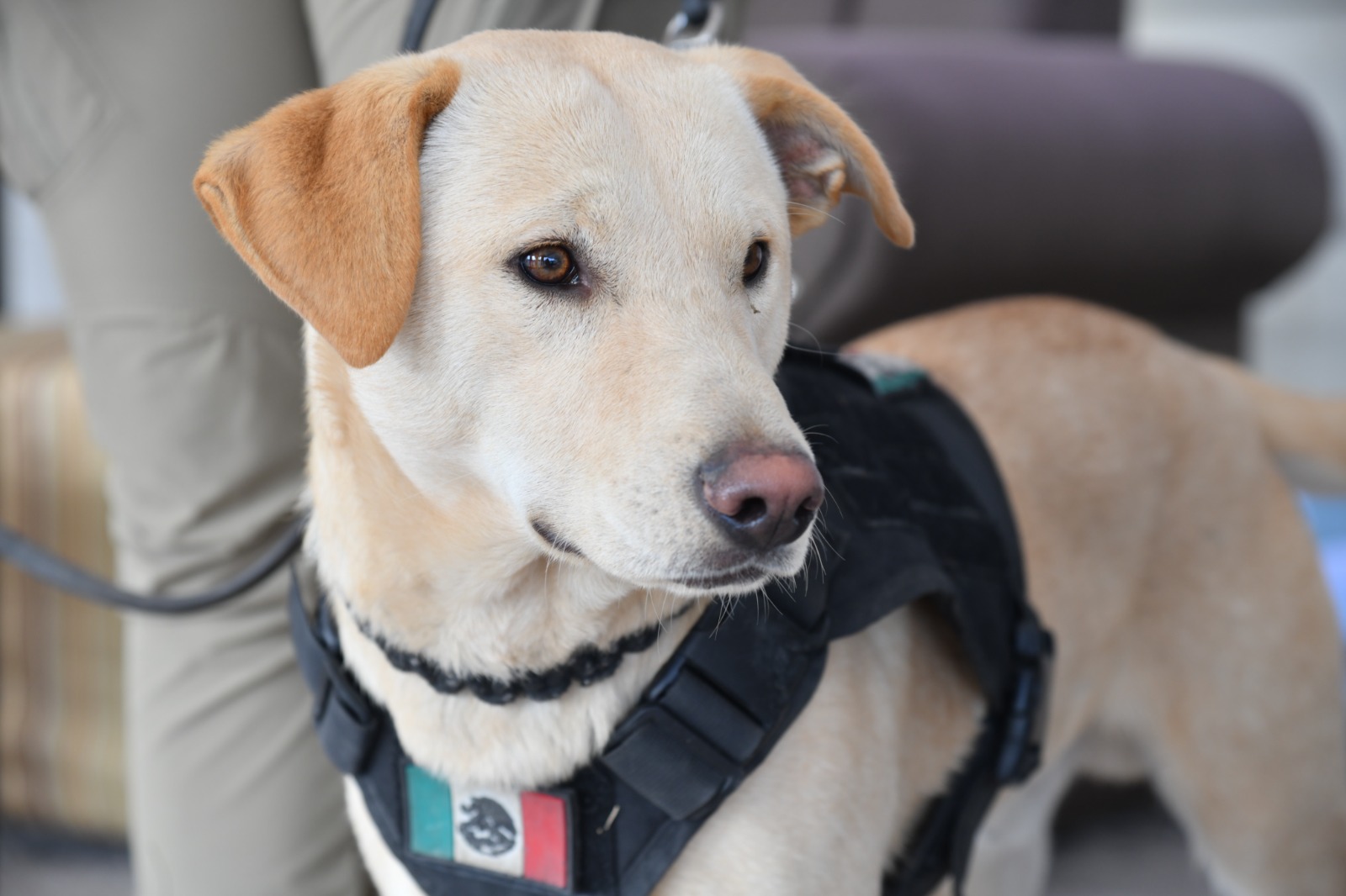 Warrior, el cachorro policía en Soledad que recibe a paisanos