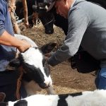 Ayuntamiento de Soledad fortalece al sector ganadero con vacunación contra brucelosis