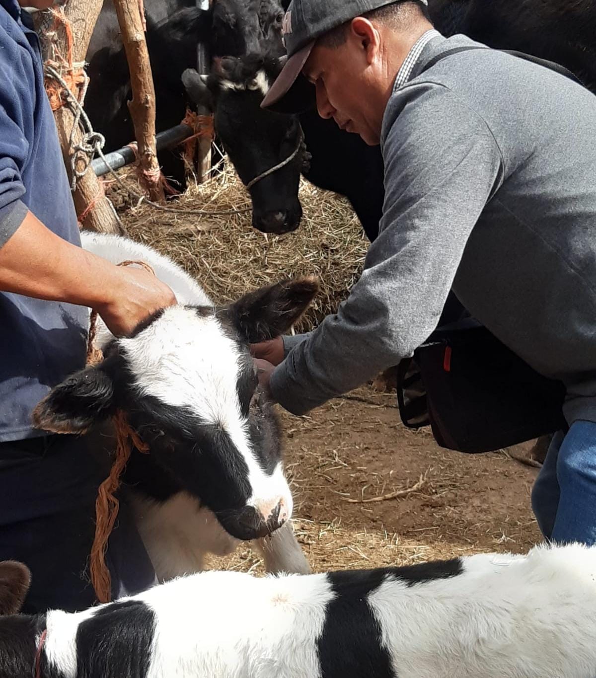 Ayuntamiento de Soledad fortalece al sector ganadero con vacunación contra brucelosis