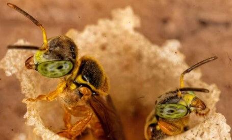 Abejas sin aguijón del Amazonas reciben reconocimiento legal en Perú