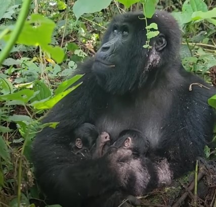 Nacen gorilas gemelos en Virunga y renace la esperanza para la especie