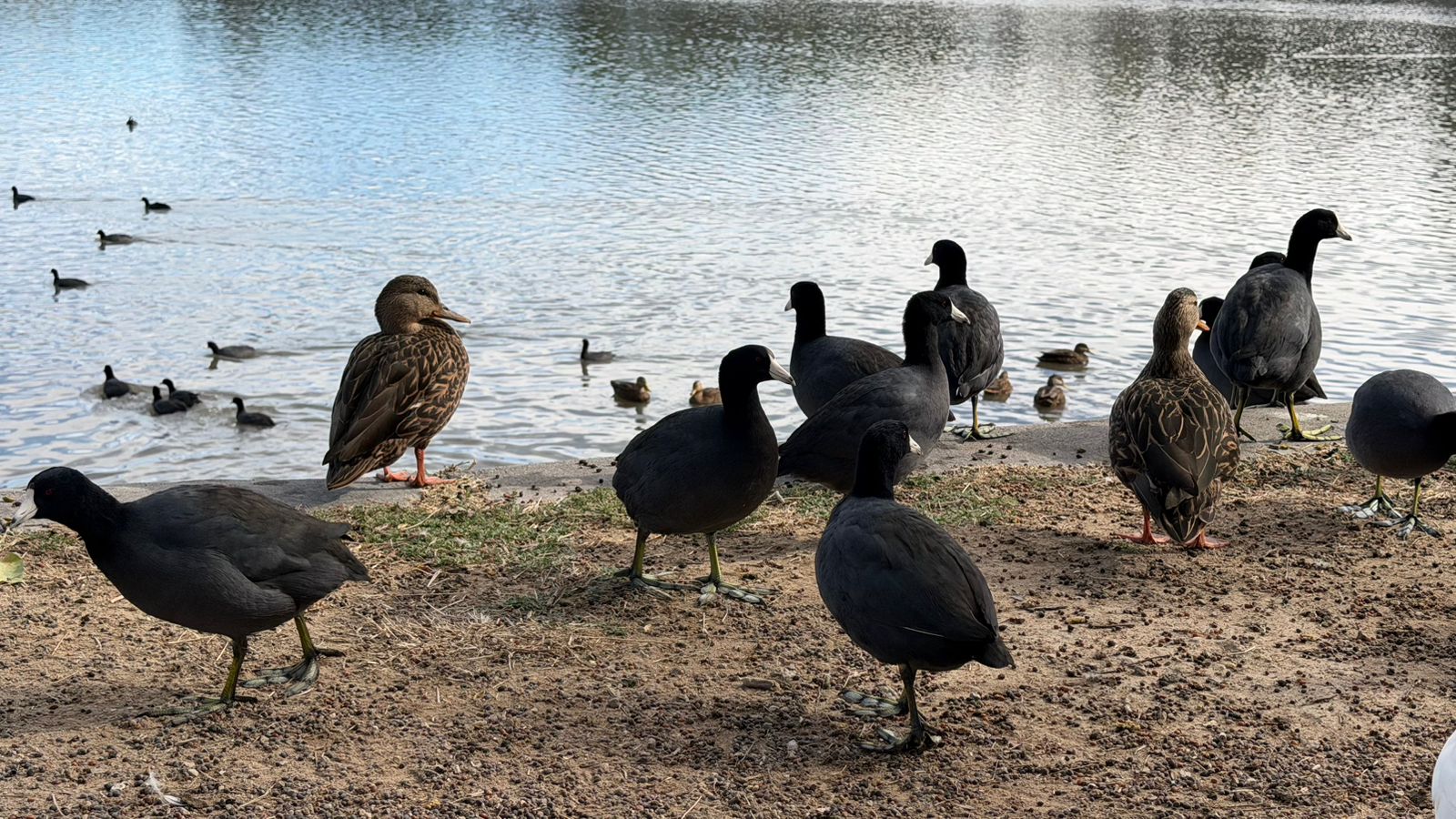 Parque Tangamanga I fortalece su papel como refugio de aves migratorias
