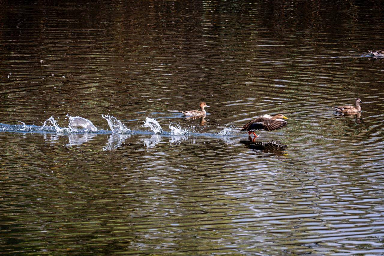 Se consolida parque Tangamanga como refugio natural de aves migratorias
