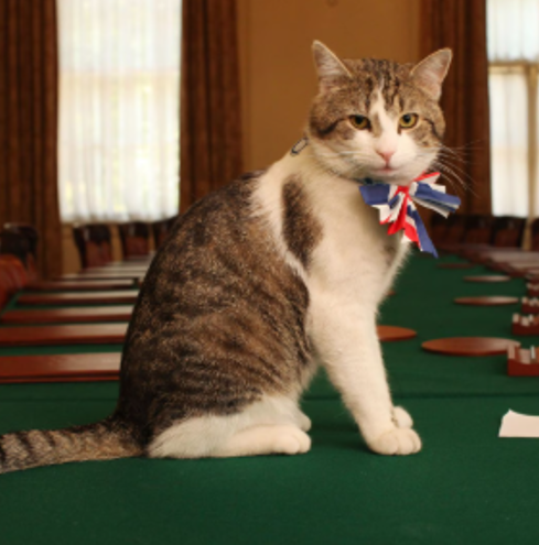 El "dictador" de cuatro patas: Larry, el gato que sobrevive a todos los gobiernos en el Reino Unido