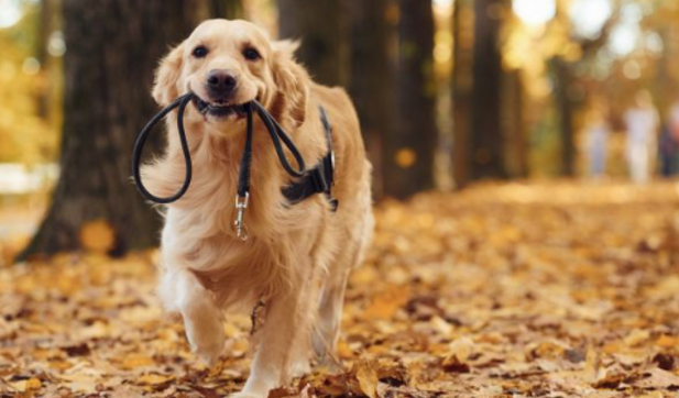 Juntos hasta la eternidad: Sao Paulo permitirá enterrar mascotas con sus dueños a partir de 2026