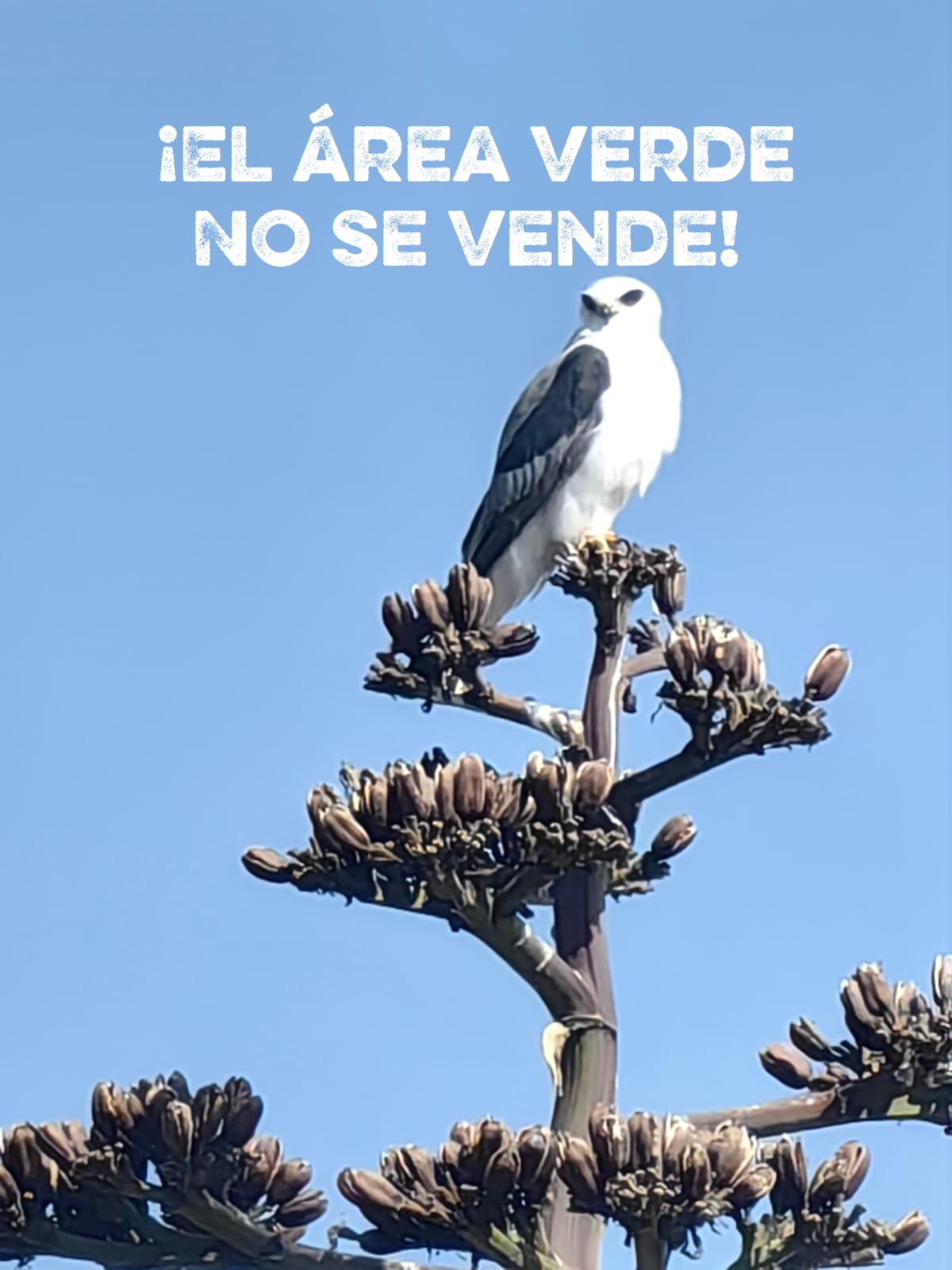 Ayuntamiento de San Luis Potosí desafía la Constitución con la subasta del Bosque Urbano Puerta de Piedra