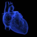 Bioimpresión 3D: Científicos crean un «corazón en un chip» para medicina de precisión