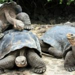 El retorno de los gigantes: Galápagos celebra la liberación de 150 tortugas tras un siglo de ausencia