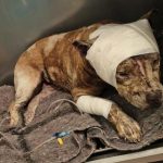 “Hope no murió en vano”: más de 17 mil firmas exigen castigos más severos por maltrato animal en SLP