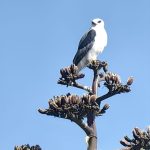 Diputado cuestiona subasta de predio en Puerta de Piedra; vecinos defienden bosque urbano