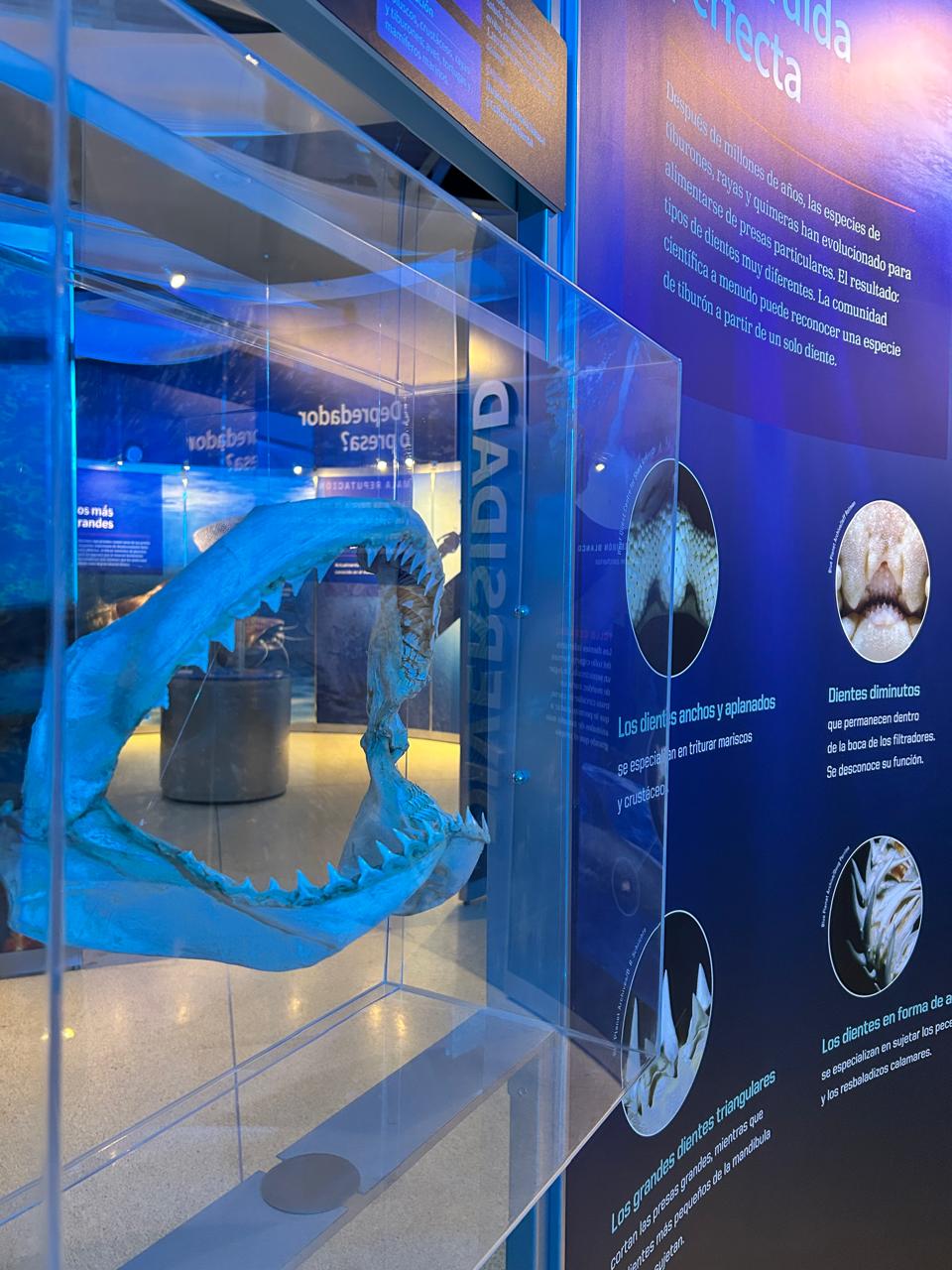 “Tiburones” transforma el museo laberinto en una aventura submarina