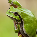 Del hongo a la malaria: Cómo la extinción de ranas está provocando una crisis sanitaria