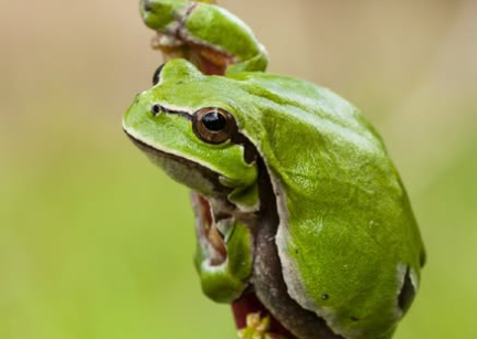 Del hongo a la malaria: Cómo la extinción de ranas está provocando una crisis sanitaria